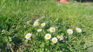 Güzel beyaz ve yeşil ev bahçesinde çayır da yelow vahşi papatyalar.