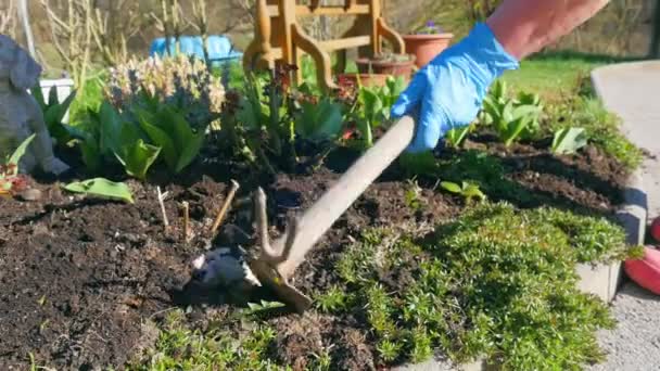 Γυναίκα Καθαρισμού Και Τακτοποίησης Λουλούδι Στον Κήπο Σκαπάνη Μετά Χειμώνα — Αρχείο Βίντεο
