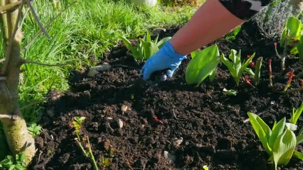Mujeres Manos Limpieza Organización Jardín Flores Después Del Invierno Aflojando — Vídeo de stock
