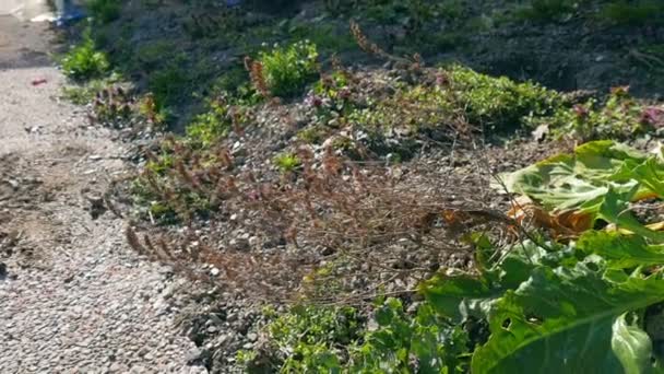 Thym sec buisson au bord du jardin gros plan au ralenti. Restes du jardinage de l'année précédente au jardin à la maison .