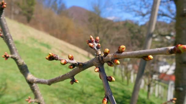 スローモーションでクローズアップ小さな芽の多くを持つ桜のブランチ 新しいブランチのための芽を生産するすべての木を作る春 — ストック動画