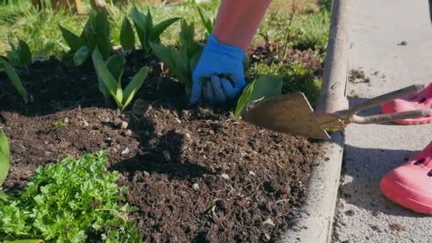 Γυναίκες Χέρια Καθαρισμού Και Τακτοποίησης Κήπο Λουλουδιών Μετά Χειμώνα Χαλαρώνοντας — Αρχείο Βίντεο