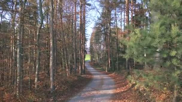 在高树之间飞过美丽的森林道路 在阳光明媚的春天 在山上徒步旅行时拍摄 — 图库视频影像