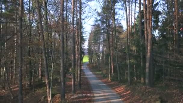 在高树之间飞过美丽的森林道路 在阳光明媚的春天 在山上徒步旅行时拍摄 — 图库视频影像