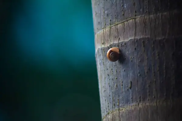 One Snail Tree Trunk — Stock Photo, Image