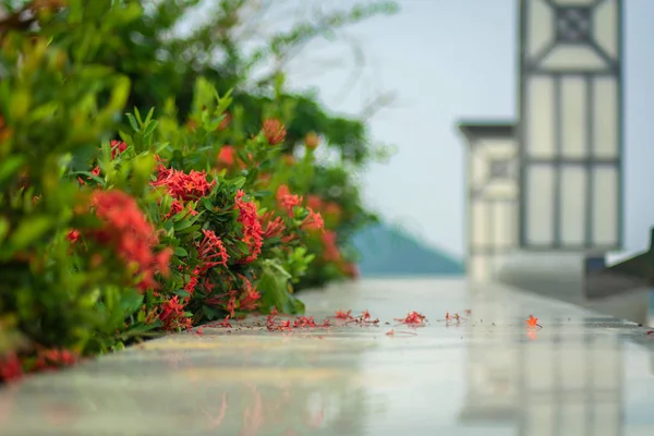 flowerbed kırmızı çiçekler ve mermer fayans