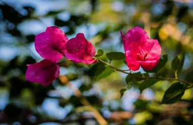 ağaç üzerinde yaz çiçek