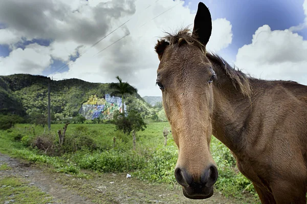 One ear horse in Cuba with mural de la prehistoria