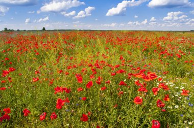 Haşhaş (Papaver somniferum) bulutlu gökyüzü ile yaz aylarında çiçek tarlası.