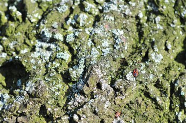 Eski bir ağaç kabuğu üzerinde Firebug (pyrrhocoris apterus) liken ile kaplı.