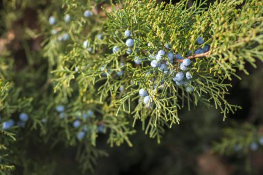 Ardıç (Ardıç) çalı, iğne yapraklı bitkiler üzerinde meyve.