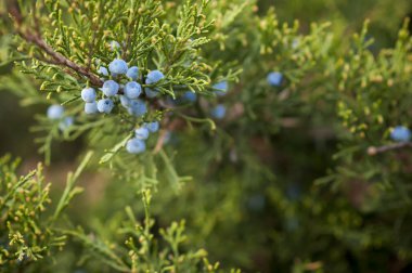 Ardıç (Ardıç) çalı, iğne yapraklı bitkiler üzerinde meyve.