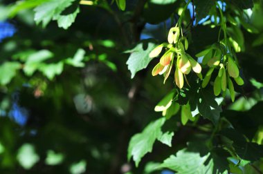 Acer, akçaağaç (Acer pseudoplatanus) tohum ve yeşil yeşillik demet ile, baharda yaprakları.