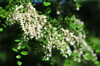 Siyah çekirge, Robinia pseudoacacia, ya da güneşte yanlış akasya çiçekleri.