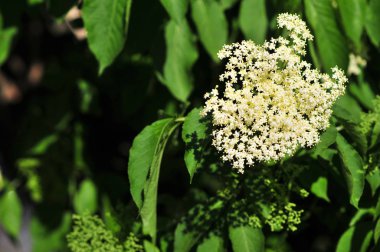 Mürver, sambucus, yaşlı denir, güneşte çiçekler.