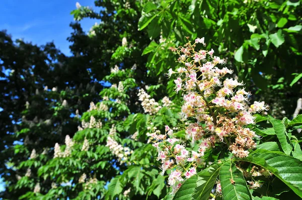 Леса Цветы Каштана Aesculus Hippocastanum Цветы Конский Каштан Conker Tree — стоковое фото