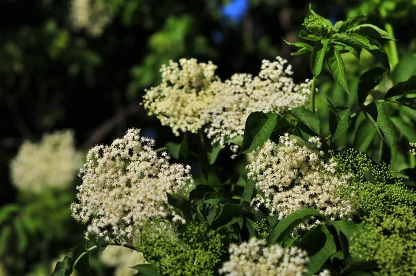 Elderberry Sambucus Zwany Starszy Kwiaty Słońcu — Zdjęcie stockowe