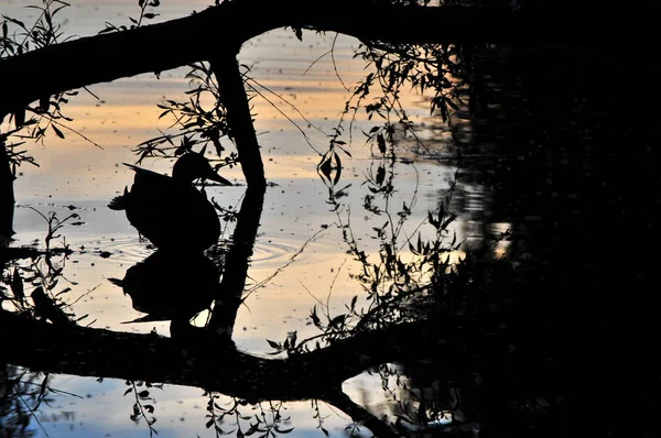 Mallard Kacsa Vadkacsa Anas Platyrhynchos Sziluett Naplementekor Között Ágak Sárga — Stock Fotó