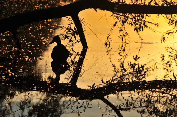 Mallard Duck Wild Duck Anas Platyrhynchos Silhouette Sunset Lake Branches — Stock Photo, Image
