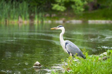 Gri balıkçıl (Ardea cinerea) su ile avcılık.