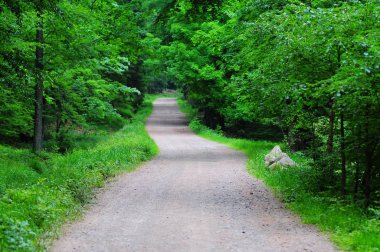 İlkbaharda orman dağ çakıl yolu. Sudety Dağları, Nieznik Peyzaj Parkı. Polonya