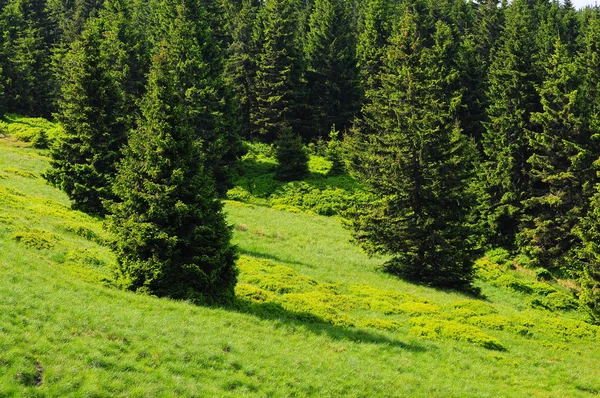 Meadow Spruce Trees Afternoon Sun Snieznik Landscape Park Sudety Mountains — Stock Photo, Image