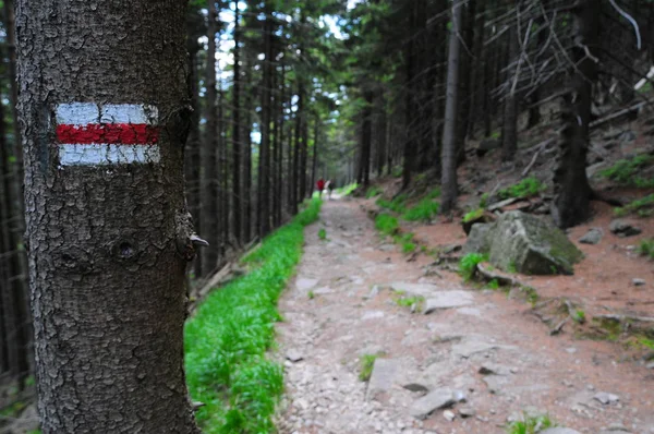 Forest Mountain Path Spring Sudety Mountains Nieznik Landscape Park Poland — Stock Photo, Image