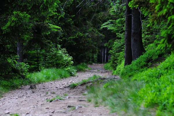 Forest Mountain Path Spring Sudety Mountains Nieznik Landscape Park Poland — Stock Photo, Image