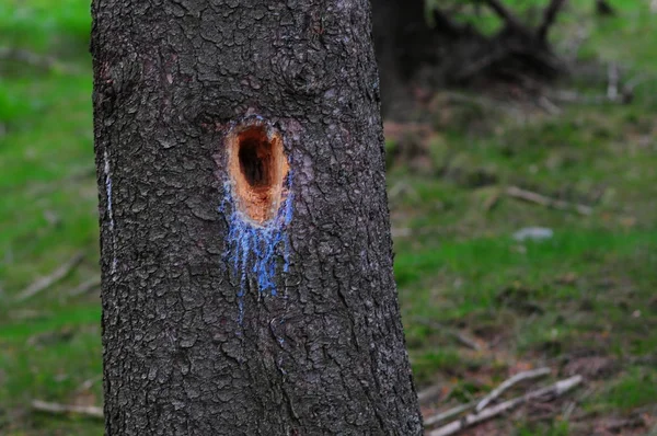 Hole in spruce tribe, Deep pileated woodpecker hole in a spruce tree with resin dropping.