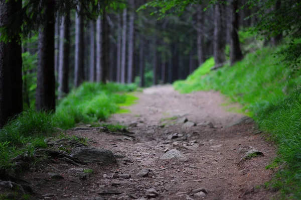 Forest Mountain Path Spring Sudety Mountains Nieznik Landscape Park Poland — Stock Photo, Image