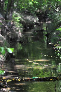 Ormanda akarsu, Polonya yazı