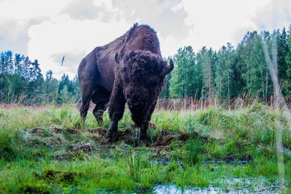 Bisonte Nella Riserva Primavera — Foto Stock