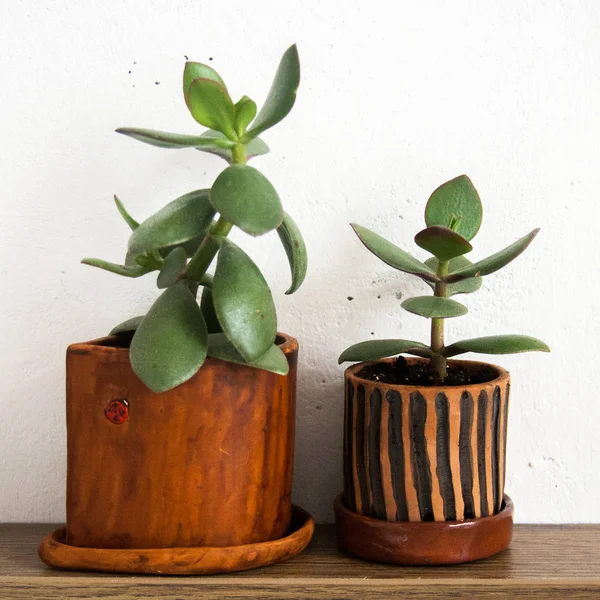 Clay Pot Green Plant — Stock Photo, Image