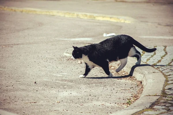 kedi cadde boyunca yürür