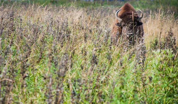 Wisent Frühjahr Reservat lizenzfreie Stockbilder