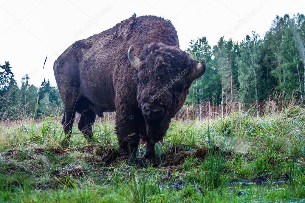 bison in the reserve in the spring