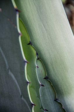 Bahçe ve dekoratif güller