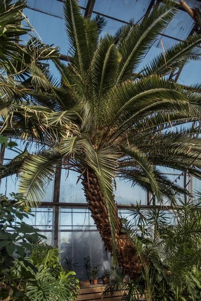 Bahçe ve dekoratif güller