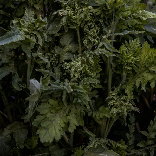 bahçede çiğ ile yaprakları