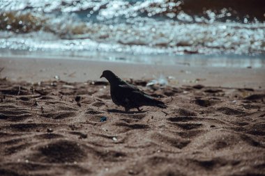 evin yakınındaki Orman Gölü