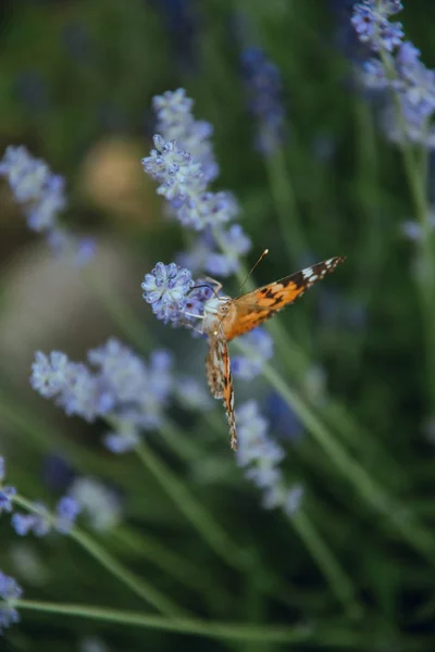 Bahçe ve dekoratif güller