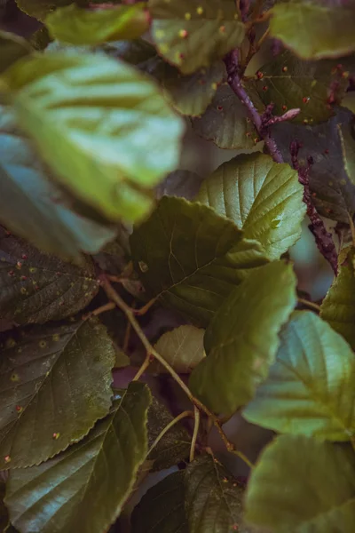 bahçede çiğ ile yaprakları