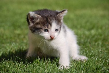Kedi yavrusu çimenlerde oturuyor.