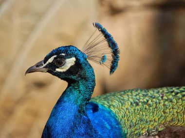 Hint tavuskuşu portre yan