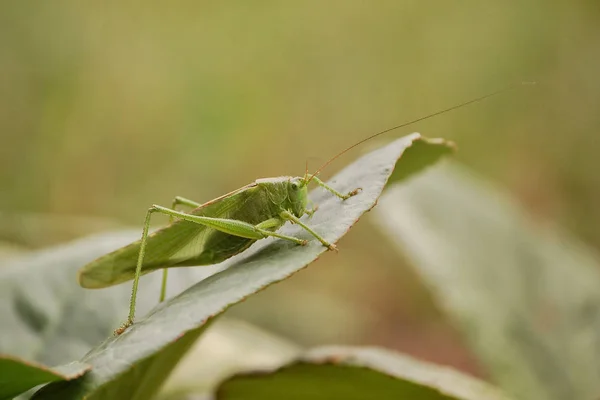 Grand Bush Grillon Vert Sur Une Feuille — Photo