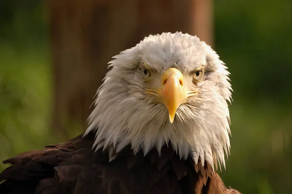 Bald eagle portrait front view