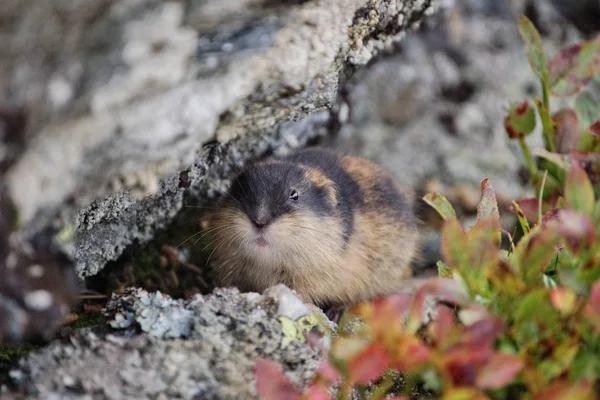 Lemming eating hi-res stock photography and images - Alamy