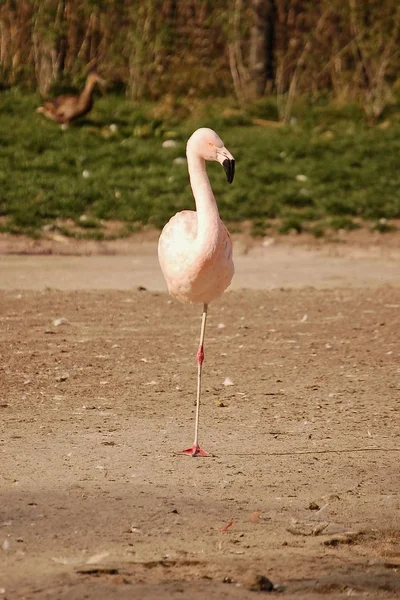Chilensk Flamingo Stående Ett Ben — Stockfoto