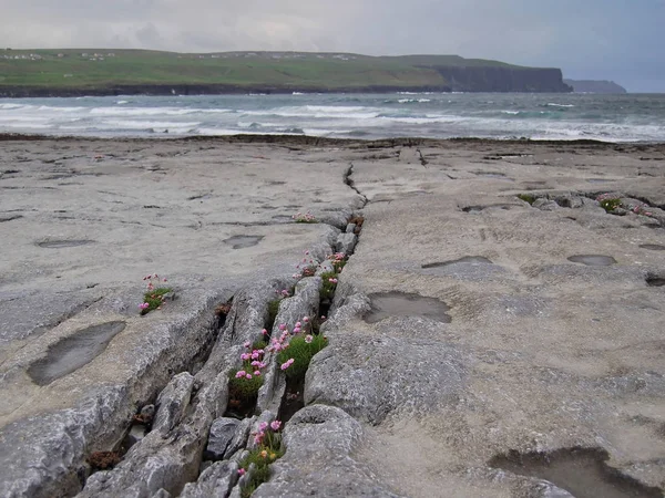 Sea Pink Växer Spruckna Kalksten Burren Doolin Ireland — Stockfoto