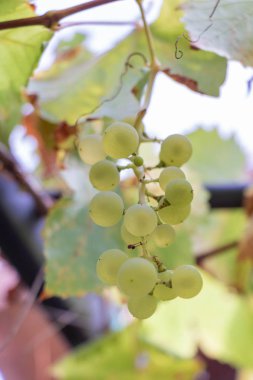 Provence 'da bir Treille üzerinde beyaz üzüm demet